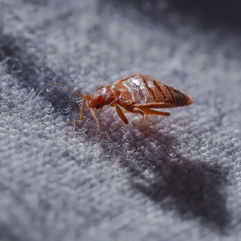 How To Get Rid Of Bed Bugs In Your Home