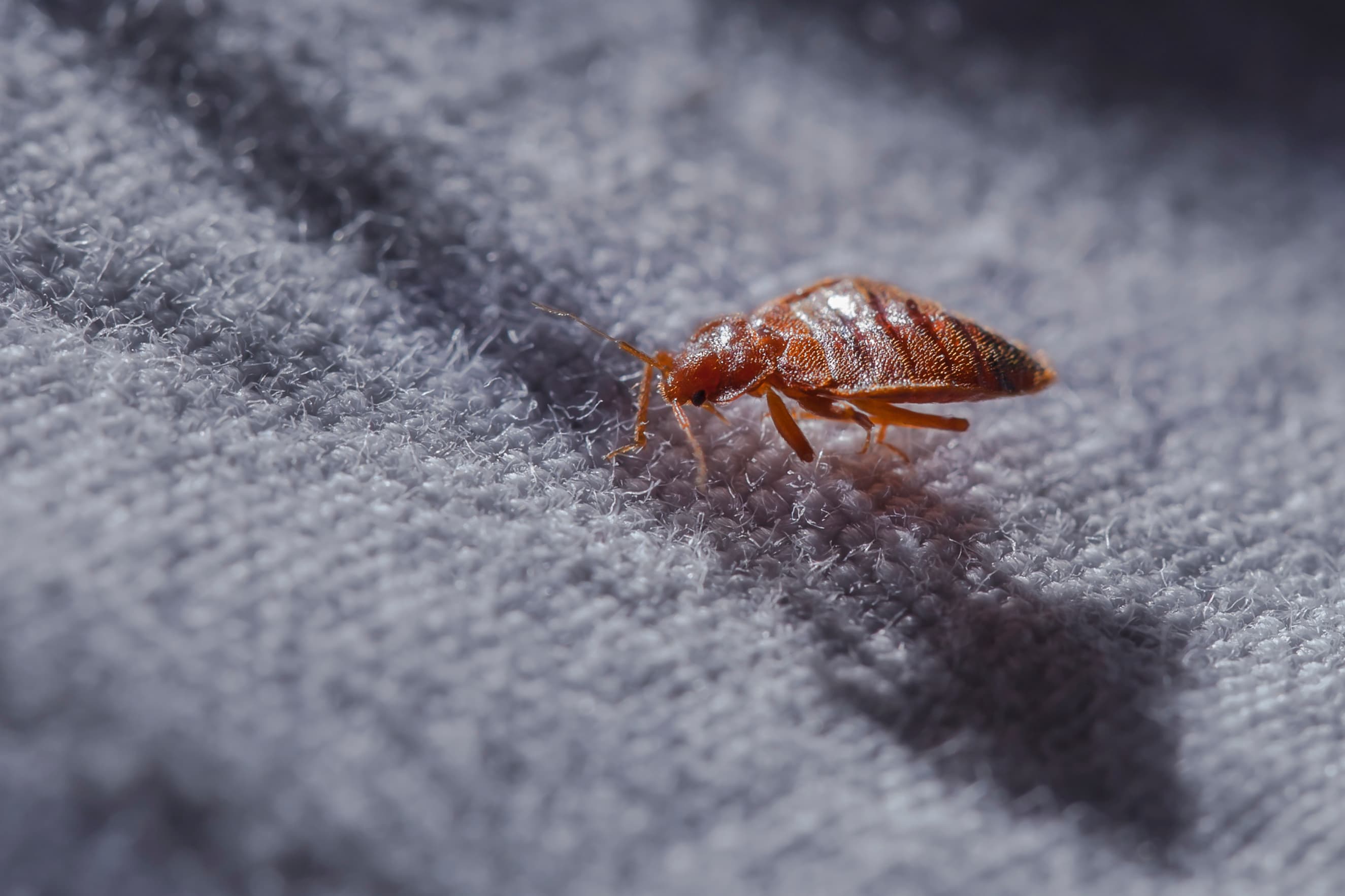 Bed Bug Treatment