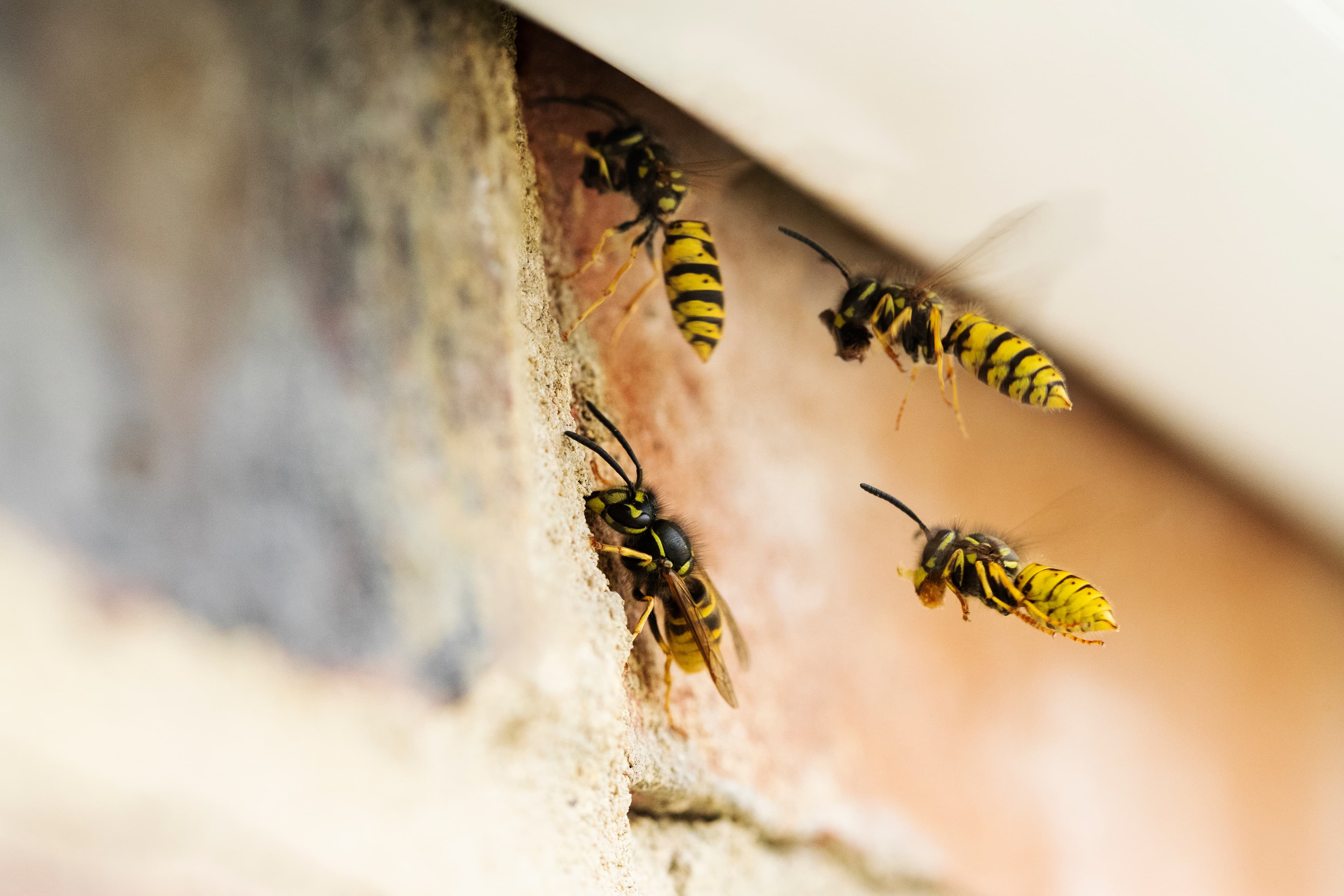Wasp Nest Removal in Kent pest control service